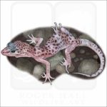Reticulated Banded Gecko illustration