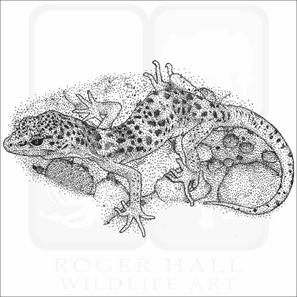 Reticulated Banded Gecko