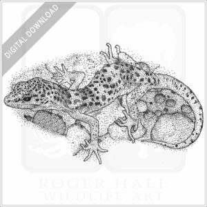 Reticulated Banded Gecko