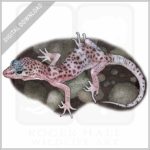 Reticulated Banded Gecko stock image