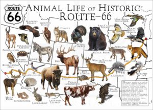 Animal Life of Historic Route 66
