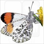 Sara Orangetip Butterfly illustration