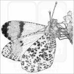 Sara Orangetip Butterfly