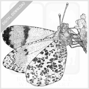 Sara Orangetip Butterfly