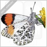 Sara Orangetip Butterfly stock image
