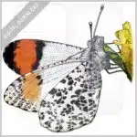 Sara Orangetip Butterfly stock image