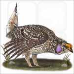 Sharp-Tailed Grouse illustration