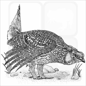 Sharp-Tailed Grouse
