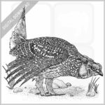 Sharp-Tailed Grouse