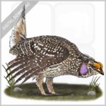 Sharp-Tailed Grouse stock image