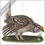Sharp-Tailed Grouse stock image