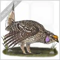 Sharp-Tailed Grouse stock image