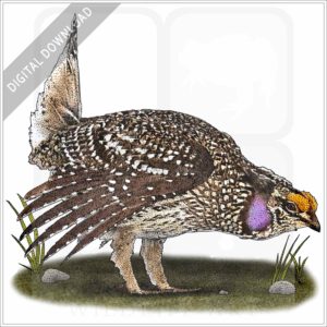 Sharp-Tailed Grouse stock image