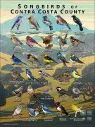 Songbirds of Contra Costa County, California poster print