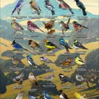 Songbirds of Contra Costa County, California poster print