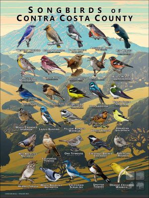Songbirds of Contra Costa County, California poster print