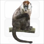 Sooty Mangabey illustration