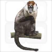 Sooty Mangabey illustration