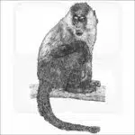 Sooty Mangabey