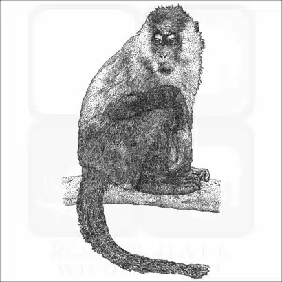 Sooty Mangabey