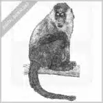 Sooty Mangabey