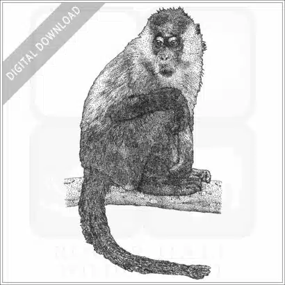 Sooty Mangabey
