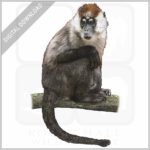Sooty Mangabey stock image