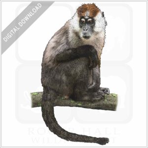 Sooty Mangabey stock image