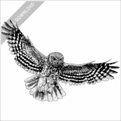 Australian Boobook Owl stock image