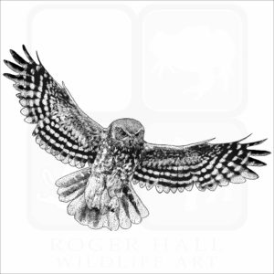 Australian Boobook Owl