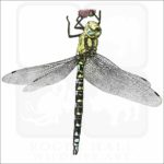Southern Hawker Dragonfly illustration