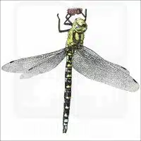 Southern Hawker Dragonfly illustration