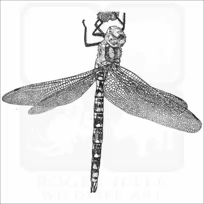 Southern Hawker Dragonfly