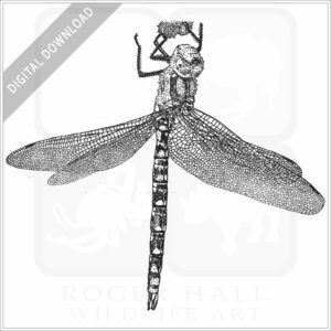 Southern Hawker Dragonfly