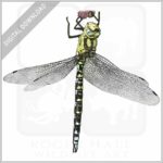 Southern Hawker Dragonfly stock image