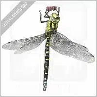 Southern Hawker Dragonfly stock image