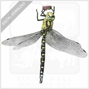 Southern Hawker Dragonfly stock image