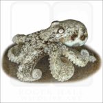 Southern Keeled Octopus illustration