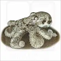 Southern Keeled Octopus illustration
