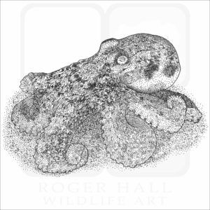 Southern Keeled Octopus