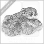 Southern Keeled Octopus