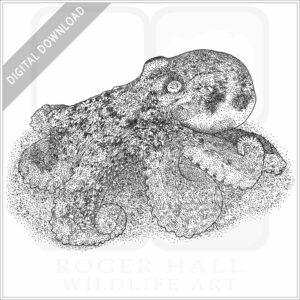 Southern Keeled Octopus