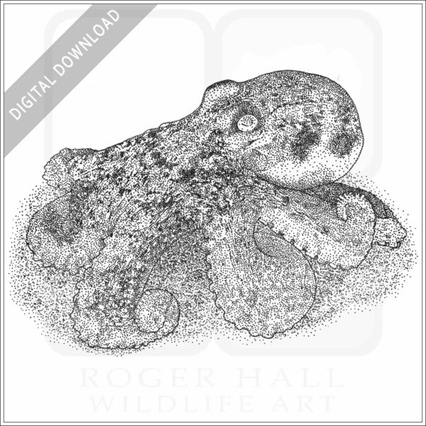 Southern Keeled Octopus