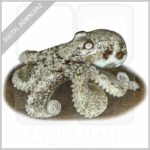 Southern Keeled Octopus stock image