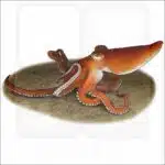 Southern Sand Octopus illustration