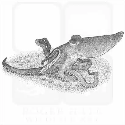 Southern Sand Octopus