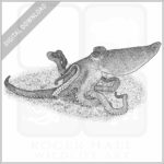 Southern Sand Octopus