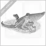 Southern Sand Octopus