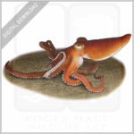 Southern Sand Octopus stock image