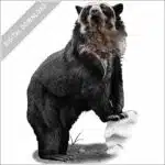 Spectacled Bear stock image